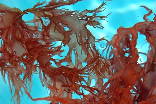 Кои червени морски водорасли са полезни за здравето и как се консумират?